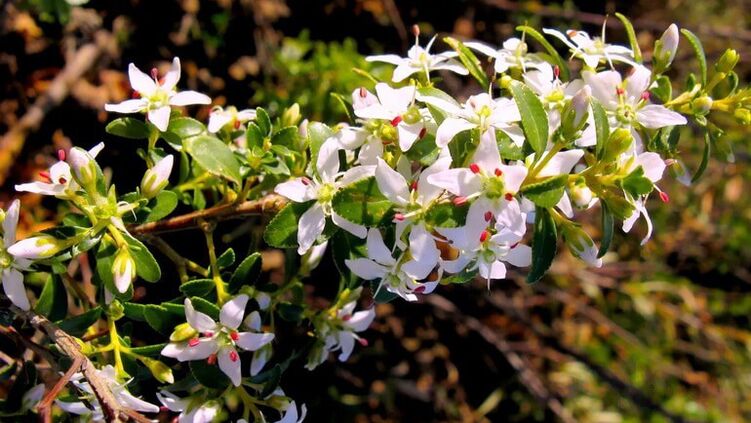 Buch part à Cistolax